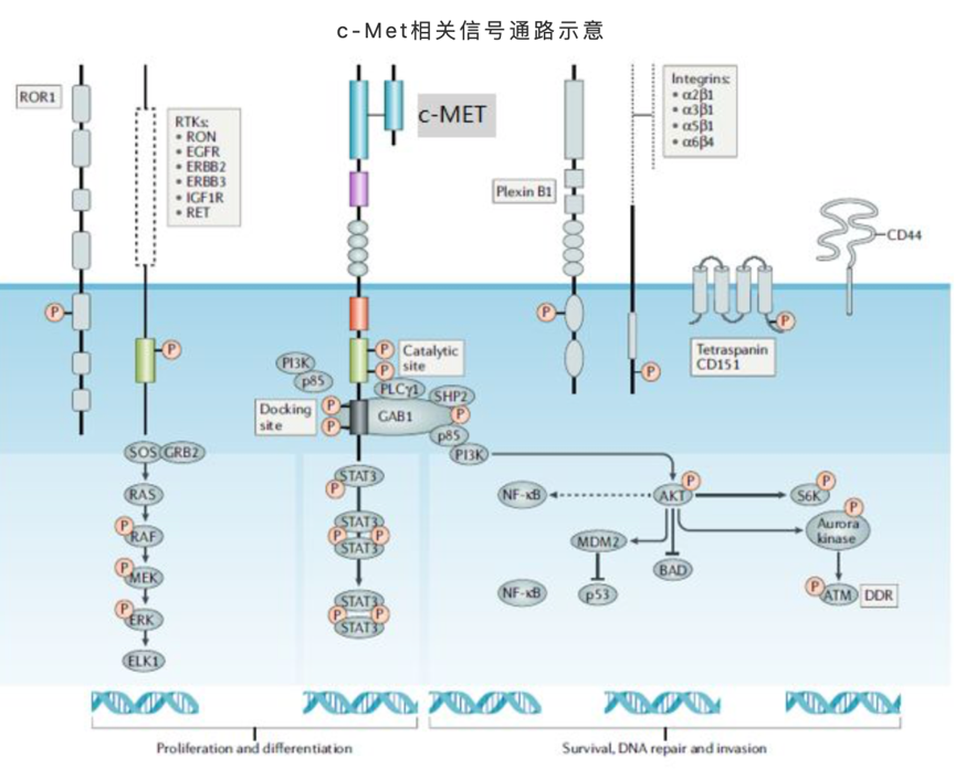 菠菜担保网·(中国区)官方网站