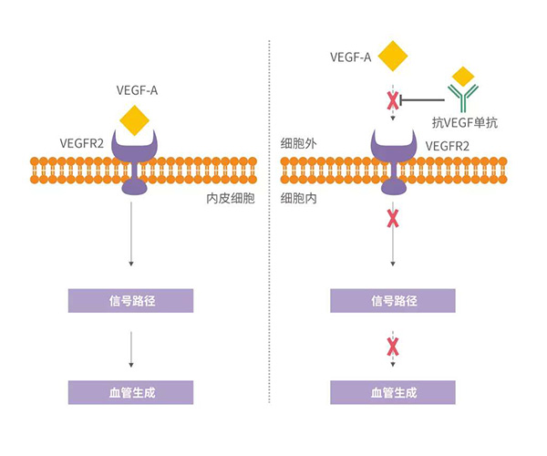 菠菜担保网·(中国区)官方网站