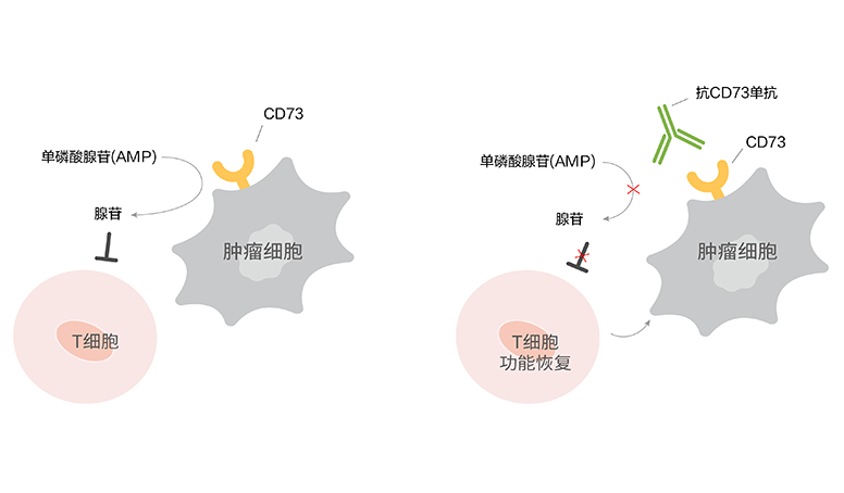 菠菜担保网·(中国区)官方网站