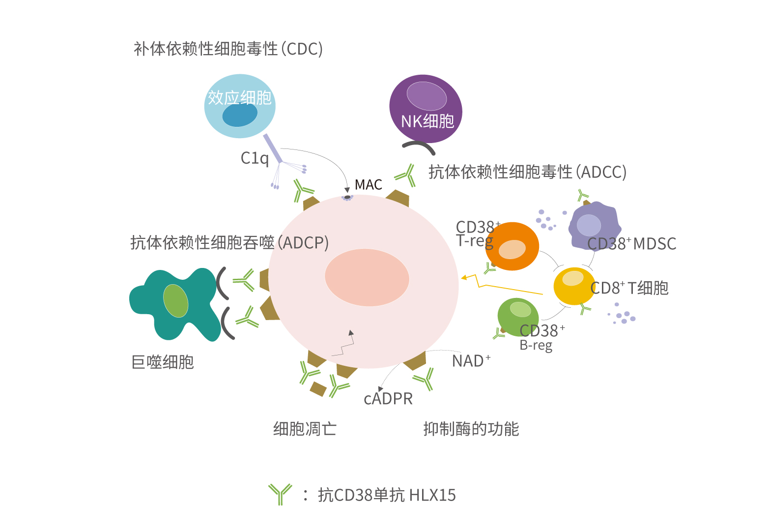 菠菜担保网·(中国区)官方网站