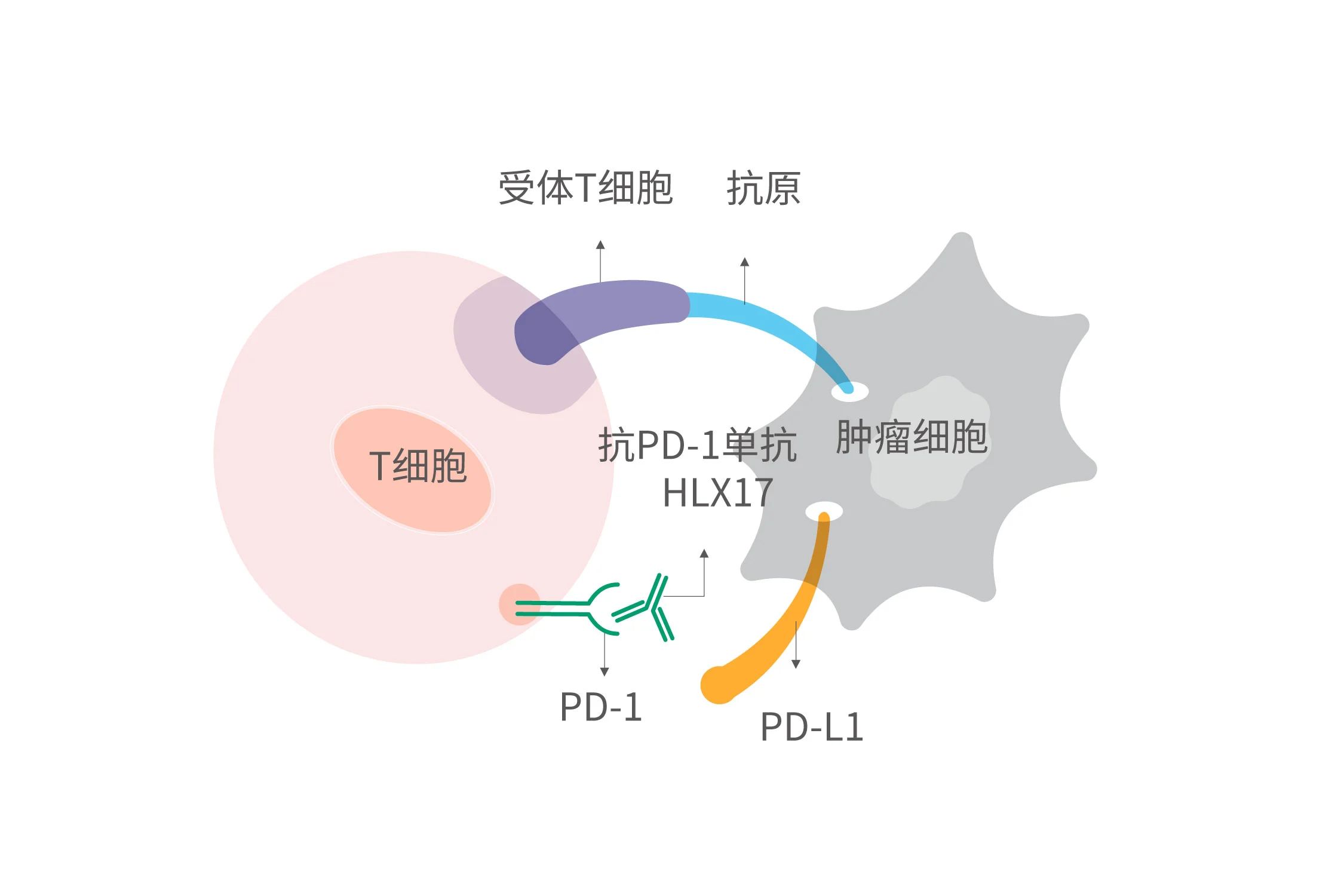 菠菜担保网·(中国区)官方网站